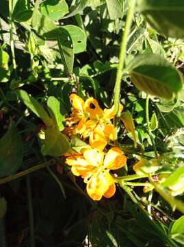 Image of woolly senna