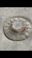 Image of Atlantic sea nettle