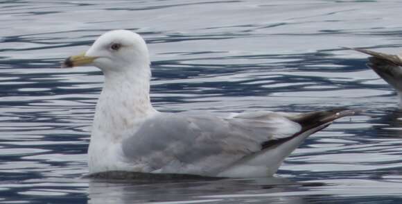 Image of Larus glaucoides thayeri Brooks & WS 1915