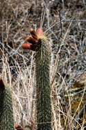 صورة Cleistocactus buchtienii Backeb.