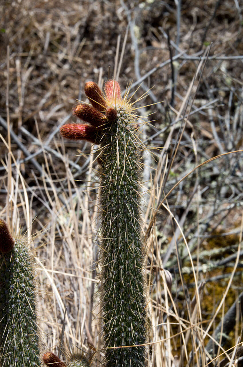 صورة Cleistocactus buchtienii Backeb.