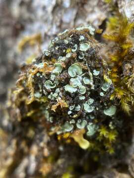 Image of Clam lichens