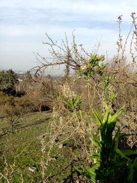 Imagem de Baccharis paniculata DC.