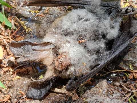 Image of Big-eared Brown Bat