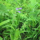 Image of Scutellaria tuminensis Nakai