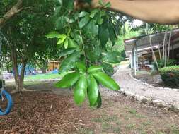 Image of Zygia longifolia (Willd.) Britton & Rose