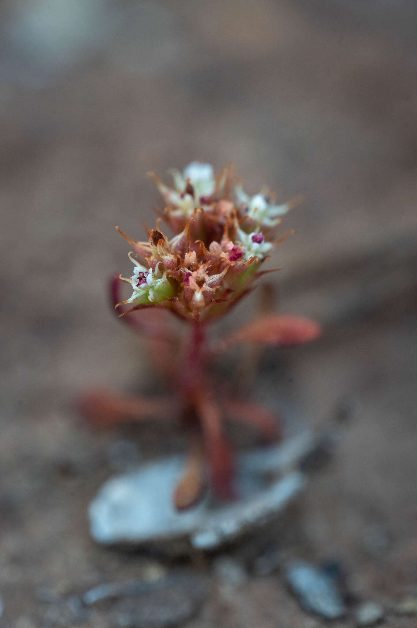 Image of Chorizanthe aphanantha