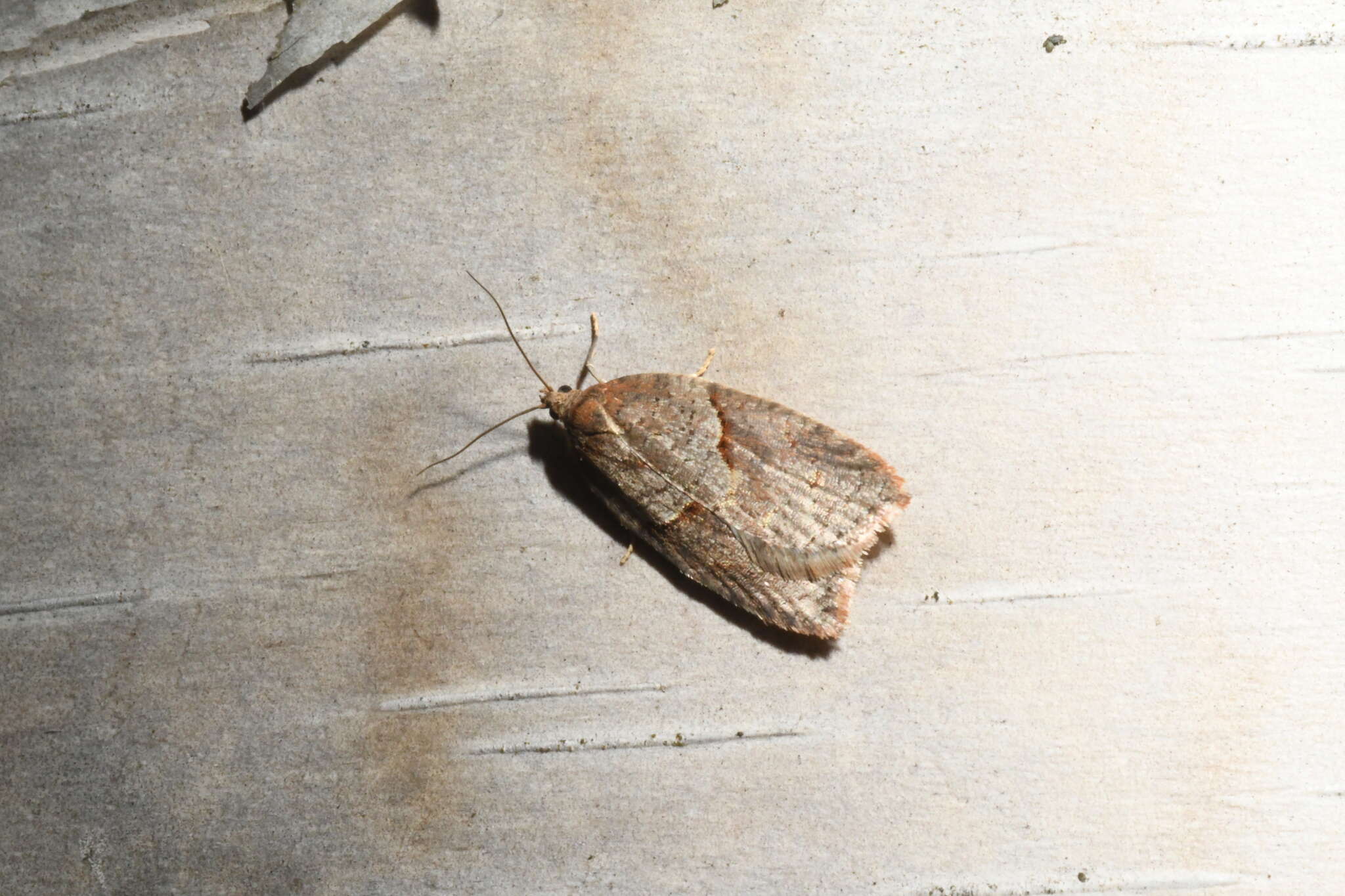 Acleris maccana Treitschke 1835的圖片