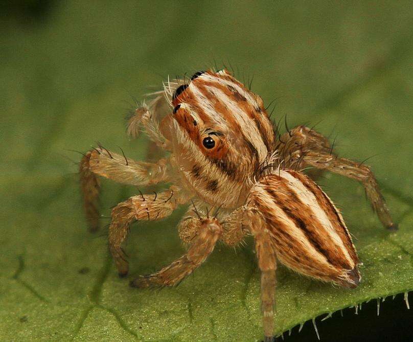 Image of Evarcha flagellaris Haddad & Wesolowska 2011