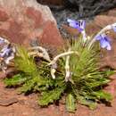 Image de Acanthopsis tuba H. M. Steyn