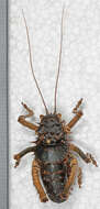 Image of Hetrodes pupus pupus (Linnaeus 1758)