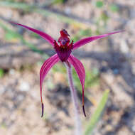 Imagem de Caladenia cruciformis D. L. Jones