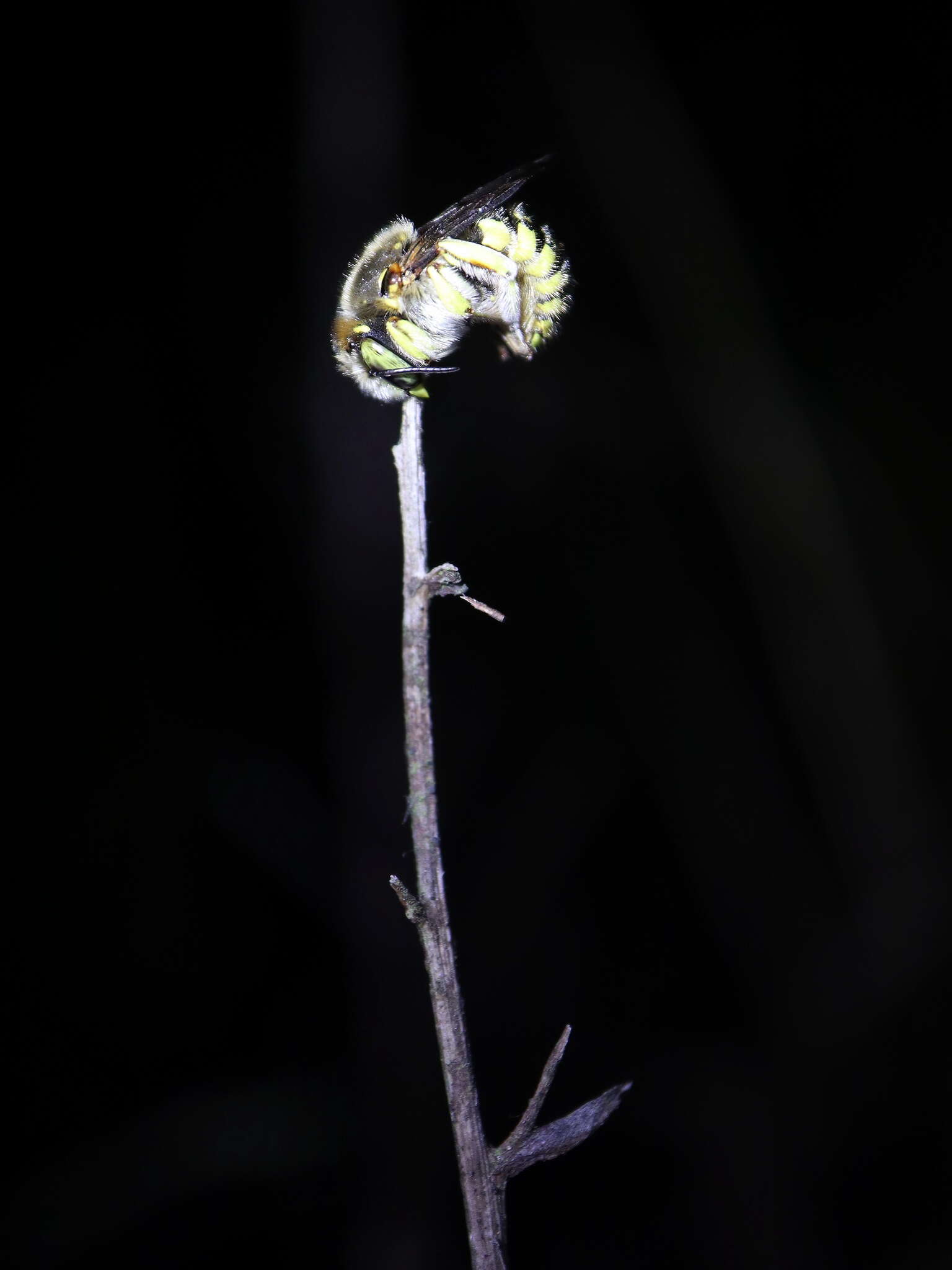 Imagem de Anthidium loti Perris 1852