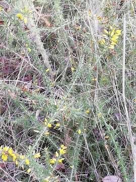 Image of Dwarf Gorse