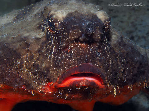 Image of Redbellied batfish