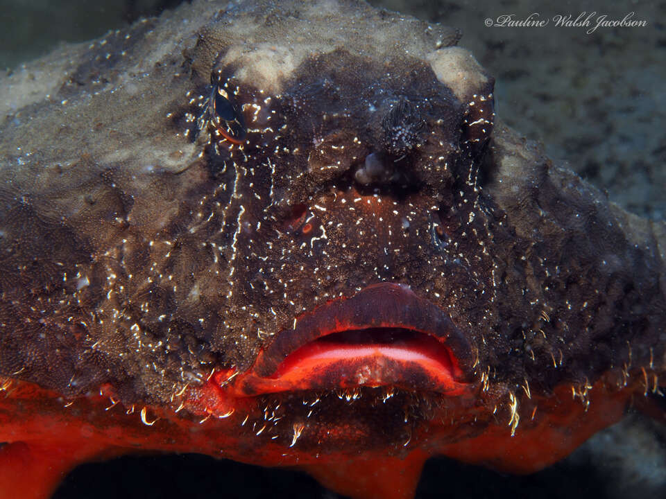 Image of Redbellied batfish