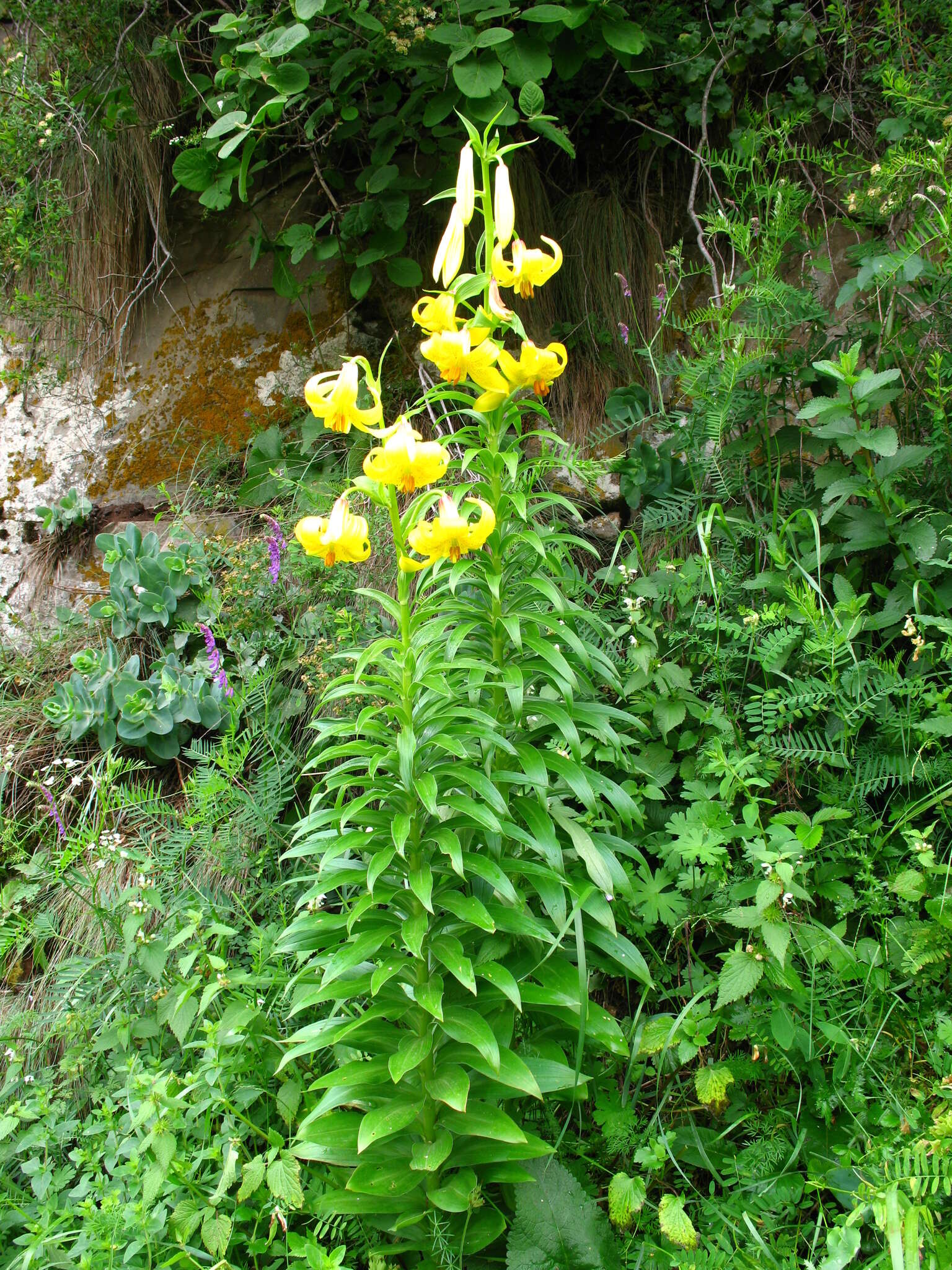 Image of Lilium monadelphum M. Bieb.