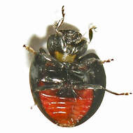 Image of Twice-stabbed Lady Beetle