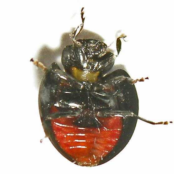 Image of Twice-stabbed Lady Beetle