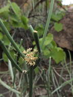Image of Cynanchum viminale subsp. viminale