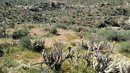 Image of Gander's buckhorn cholla