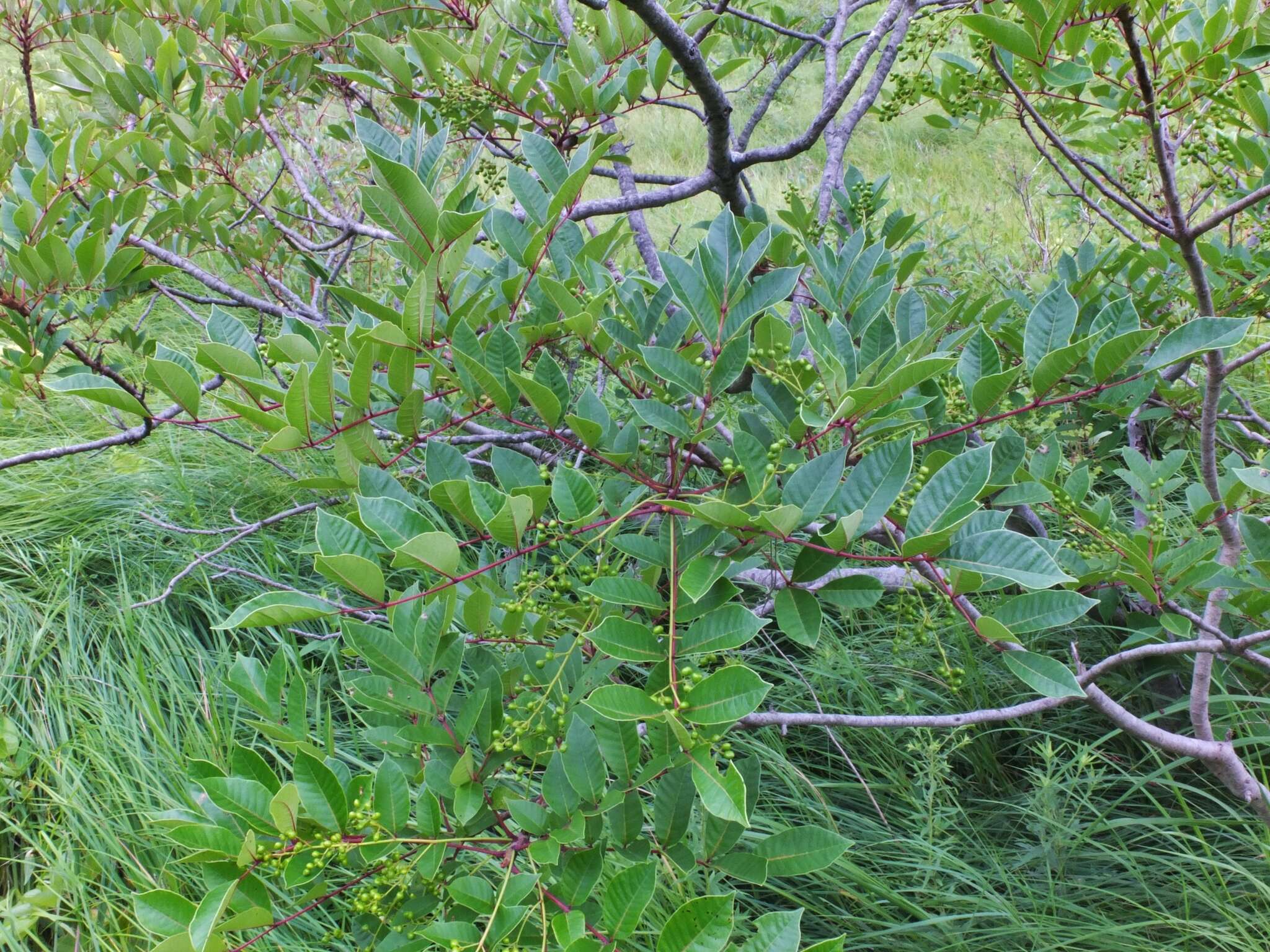 Image of poison sumac