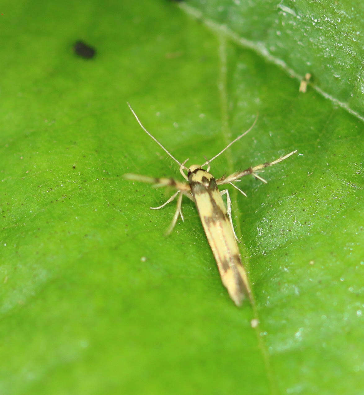 Слика од Stathmopoda pedella Linnaeus 1761