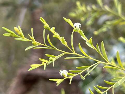 Sivun Olax stricta R. Br. kuva