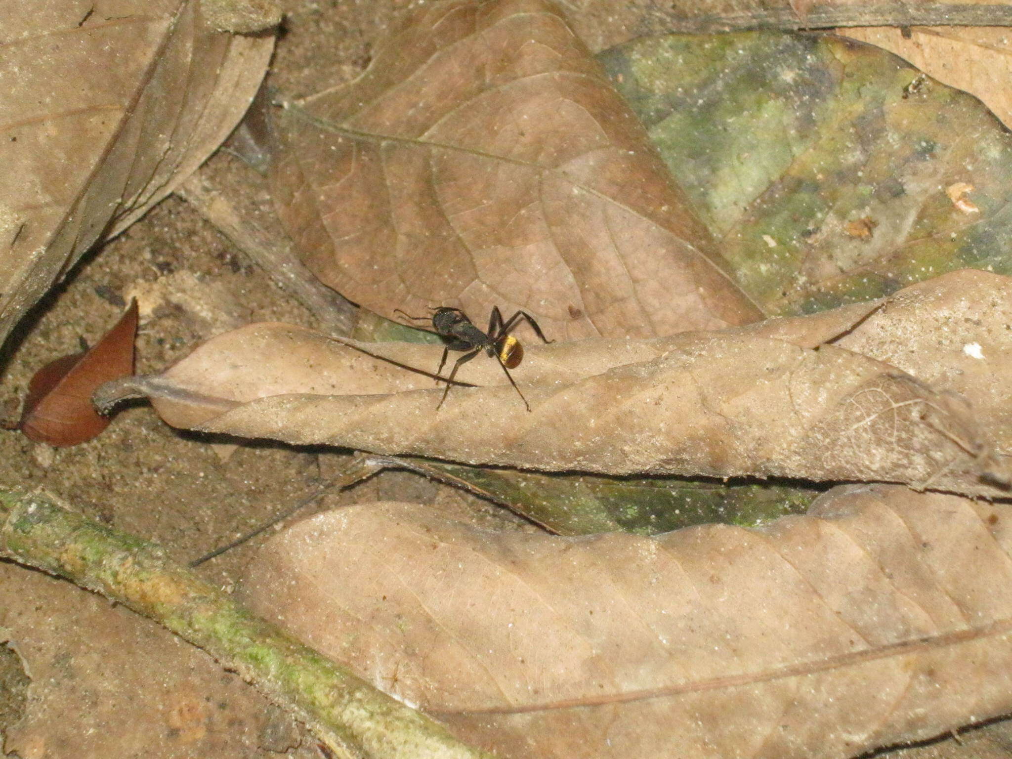 Image of Camponotus sericeiventris (Guerin-Meneville 1838)