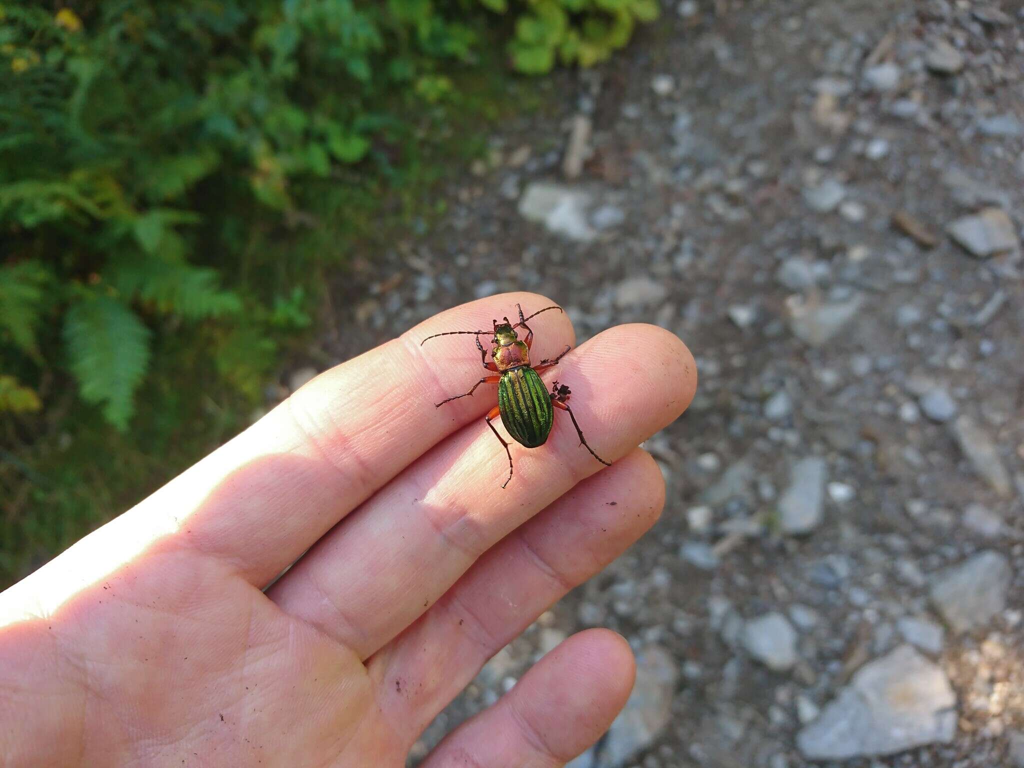 Carabus (Chrysocarabus) auronitens intercostatus Gredler 1854 resmi