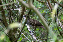 Image of Brazilian Chachalaca