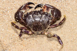 Image of Cuban stone crab