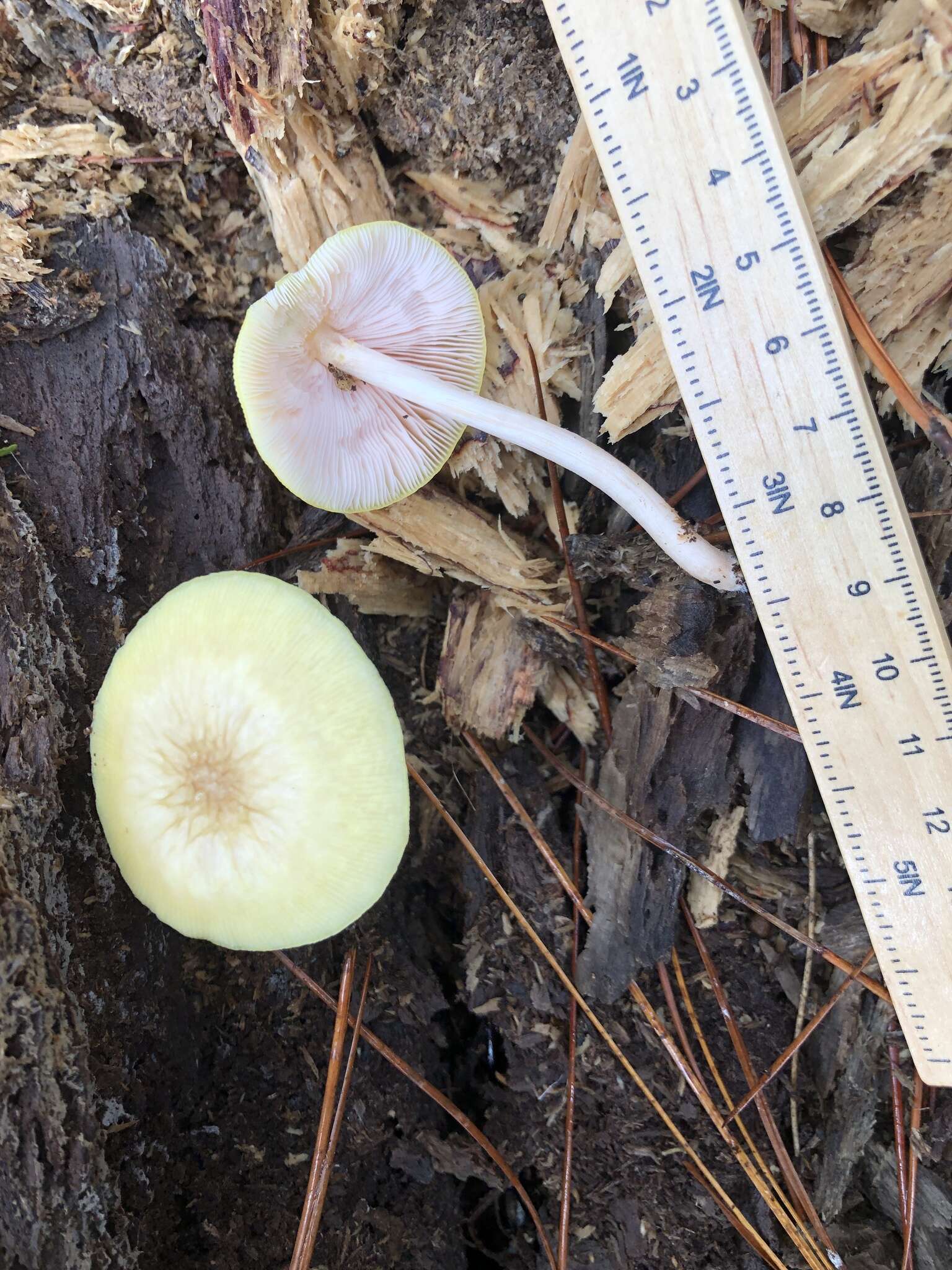 Image of Pluteus chrysaegis (Berk. & Broome) Petch 1912