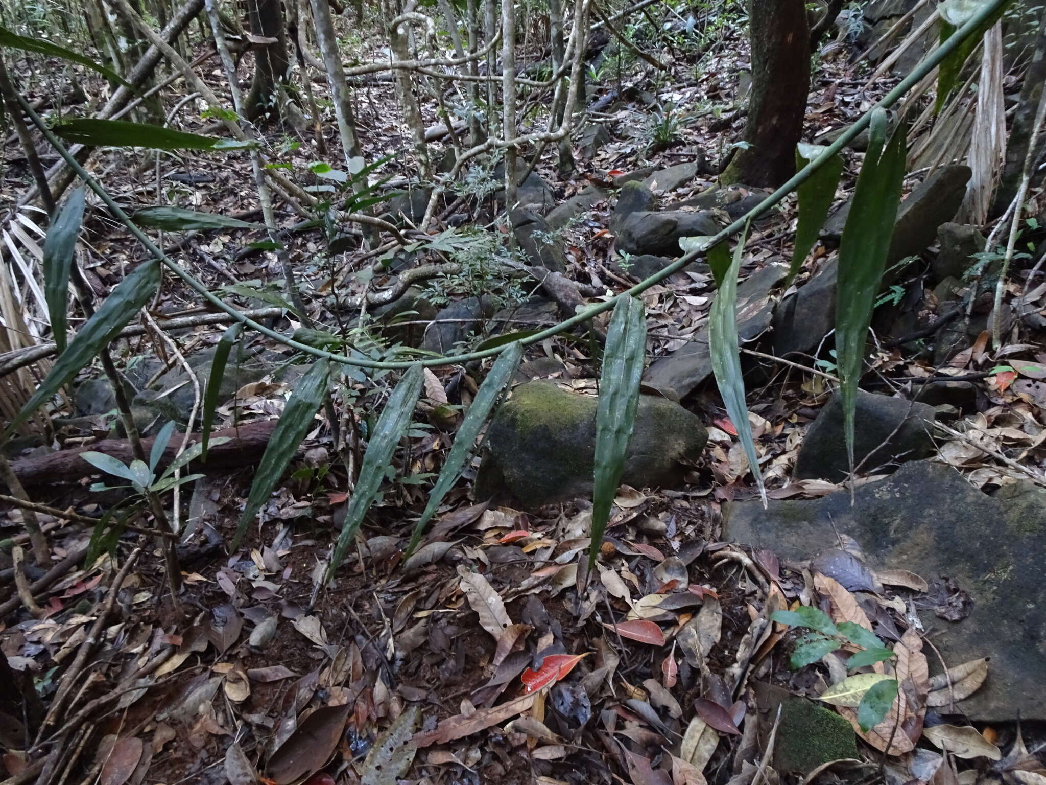 Imagem de Flagellaria neocaledonica Schltr.