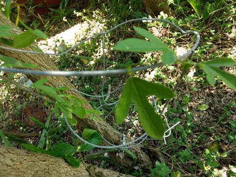 Imagem de Passiflora pallida L.