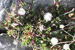 Image of Delosperma grantiae L. Bol.