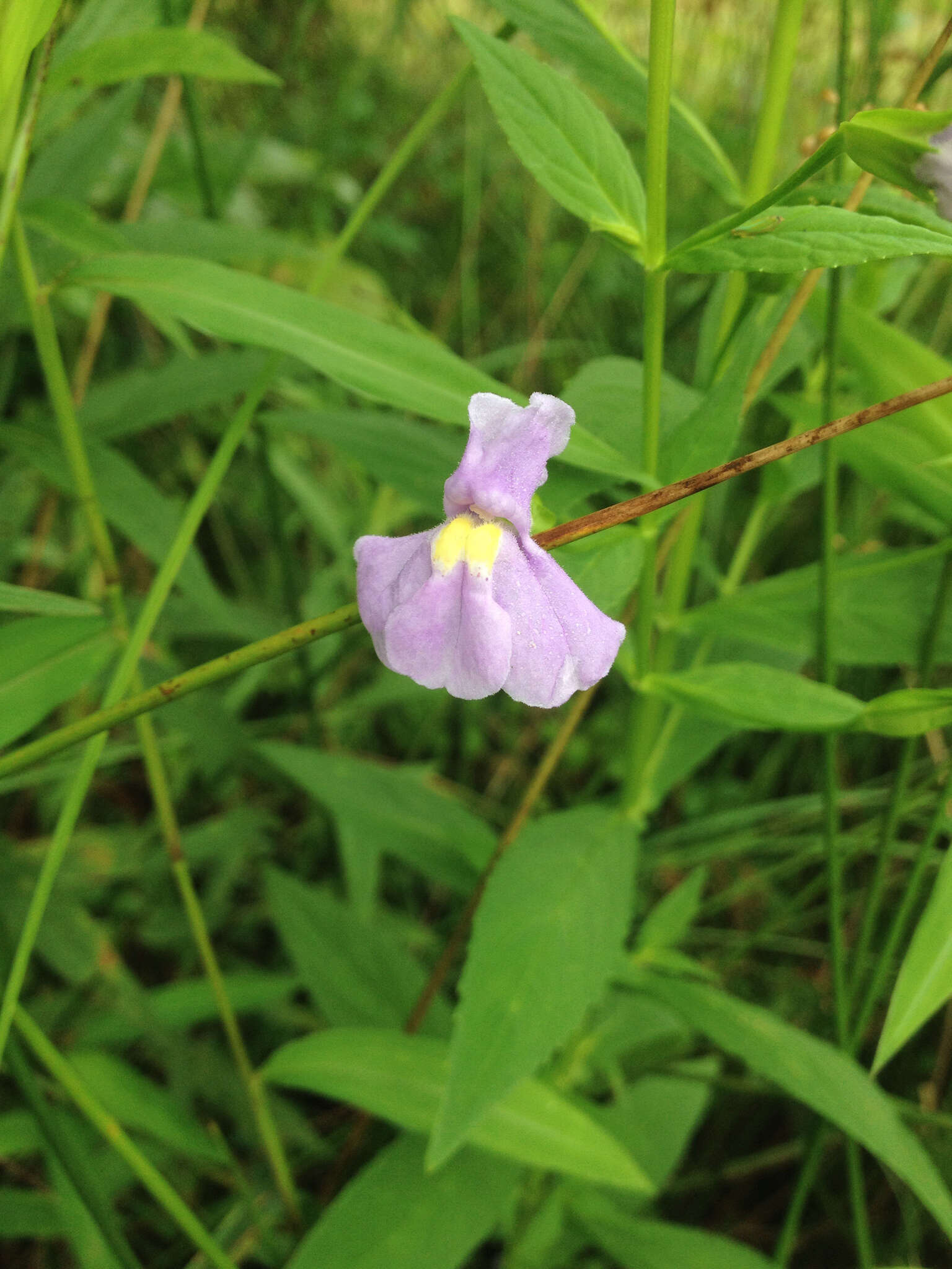 Image of Allegheny monkeyflower