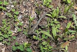 Image of Painted Tree Iguana