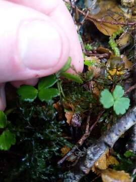 Image of Azorella allanii (Cheeseman) G. M. Plunkett & A. N. Nicolas