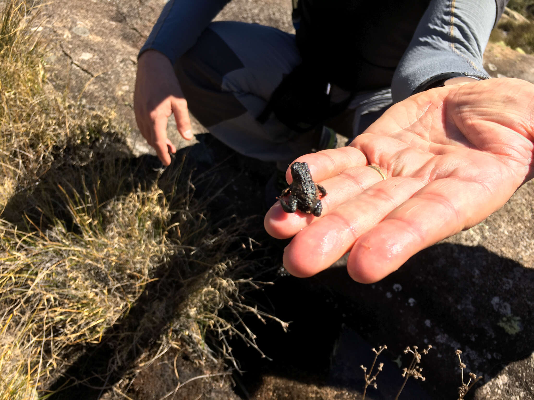 Image of Maldonada Redbelly Toad