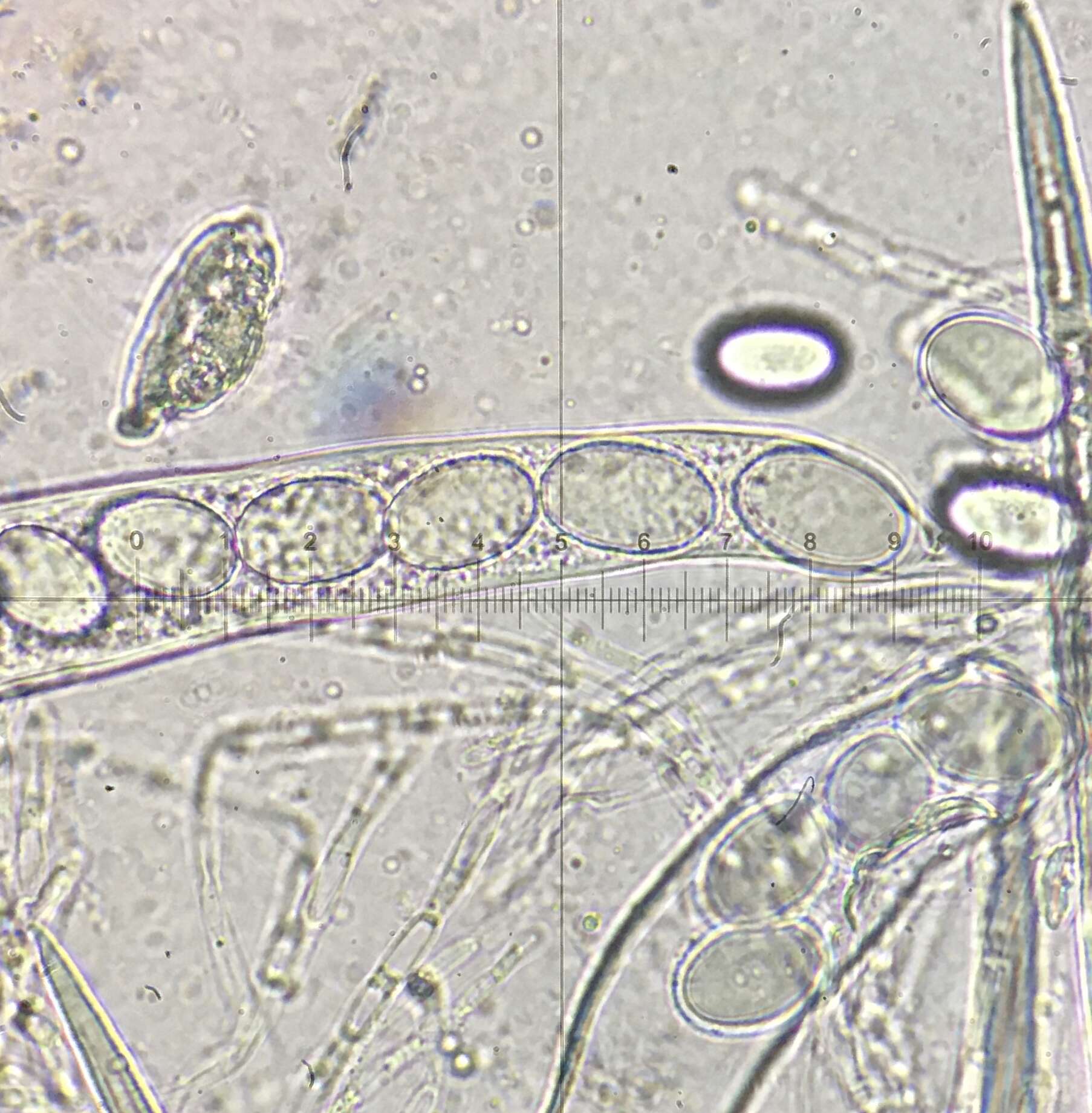 Image of Lasiobolus cuniculi Velen. 1934