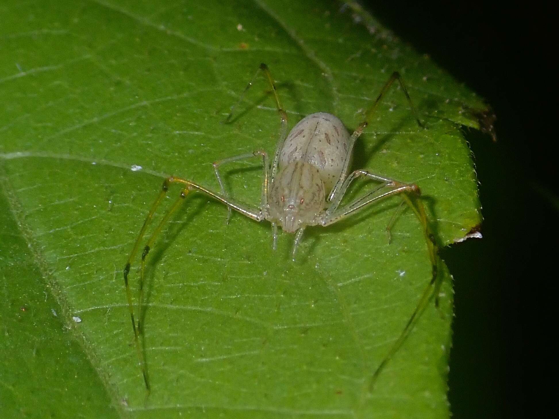 Image of Scytodes pallida Doleschall 1859