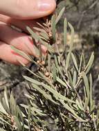 Image de Hakea erecta B. Lamont