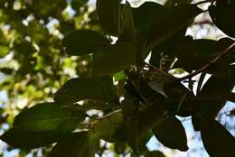 Image of Styrax argenteus Presl