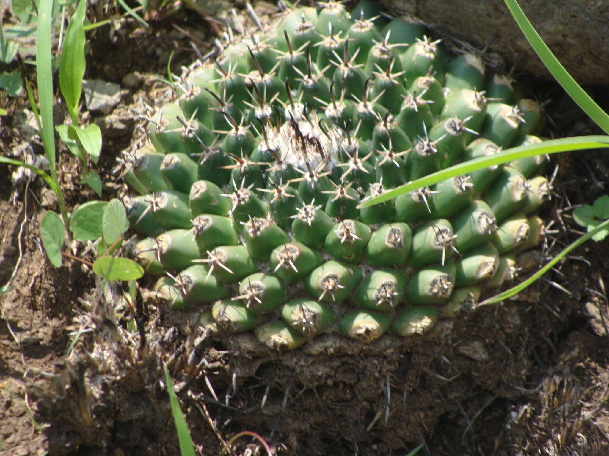 Image of Mammillaria uncinata Zucc. ex Pfeiff.