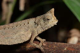 Image of Brown Leaf Chameleon