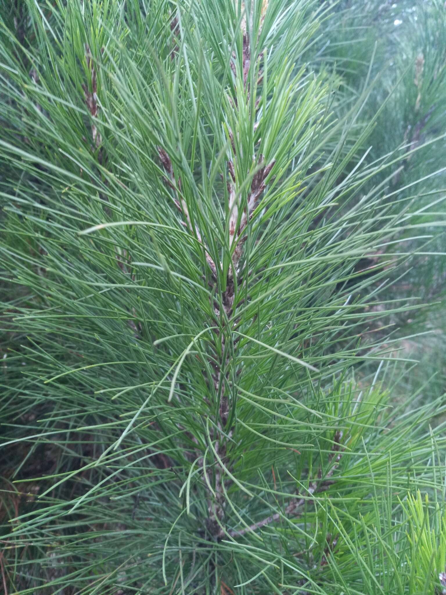 Image of Hispaniolan Pine