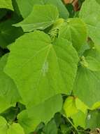 Image of wax mallow