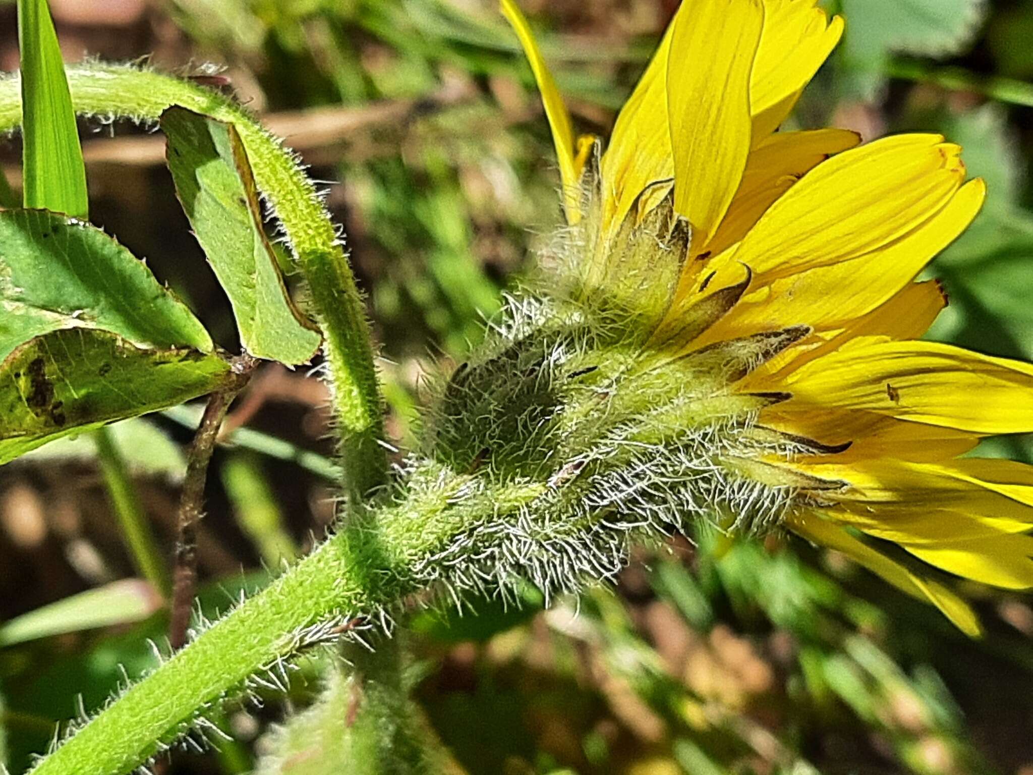 Image of Leontodon caucasicus (M. Bieb.) Fisch.