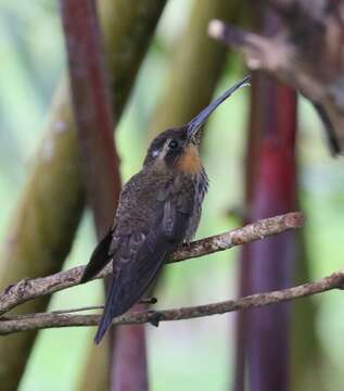 Image of Hook-billed hermit (hummingbird)